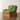 The Michael - Organic Green Wood Chair